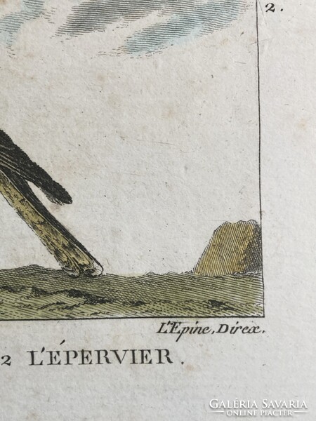 Sólyom és karvaly metszet - kézzel színezett madártani, ornitológiai rézmetszet, 1822 körül