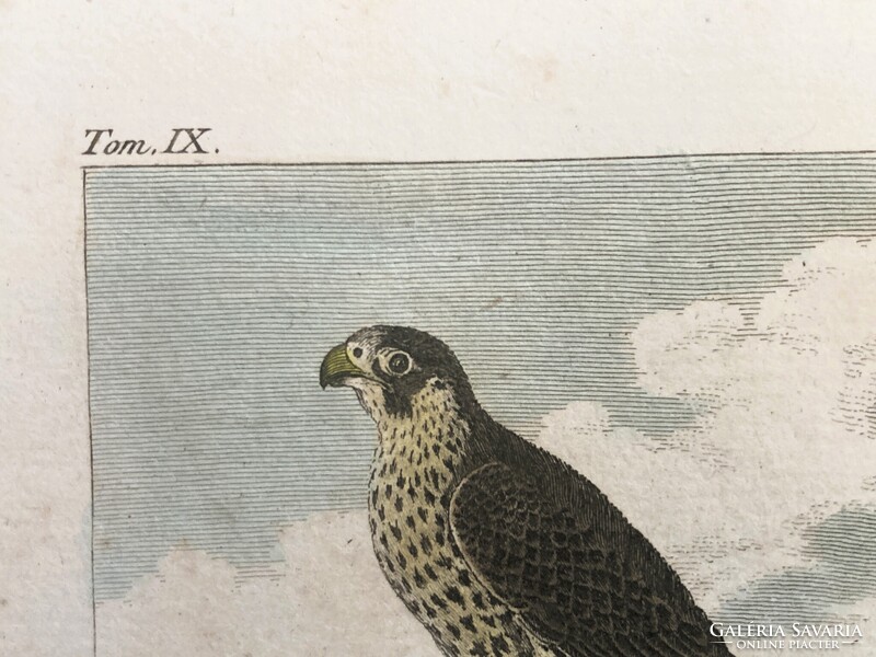Sólyom és karvaly metszet - kézzel színezett madártani, ornitológiai rézmetszet, 1822 körül