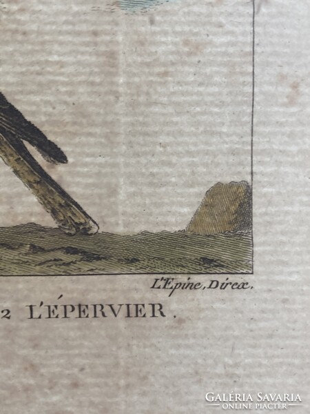 Sólyom és karvaly metszet - kézzel színezett madártani, ornitológiai rézmetszet, 1822 körül