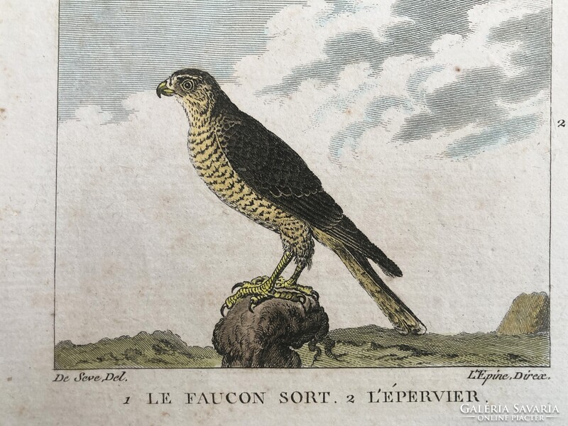 Sólyom és karvaly metszet - kézzel színezett madártani, ornitológiai rézmetszet, 1822 körül