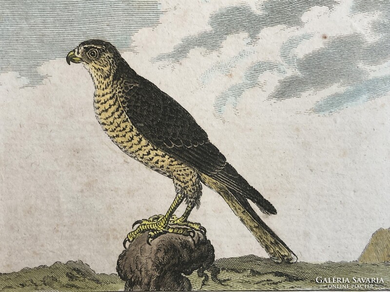 Sólyom és karvaly metszet - kézzel színezett madártani, ornitológiai rézmetszet, 1822 körül