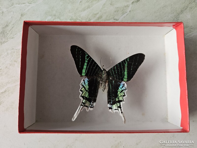 Valódi preparált dél-amerikai trópusi lepke fedeles dobozban (Urania leilus) - 8,2 cm