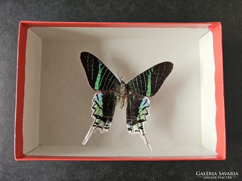 Valódi preparált dél-amerikai trópusi lepke fedeles dobozban (Urania leilus) - 8,2 cm