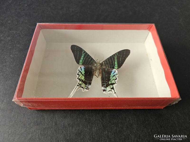 Valódi preparált dél-amerikai trópusi lepke fedeles dobozban (Urania leilus) - 8,2 cm