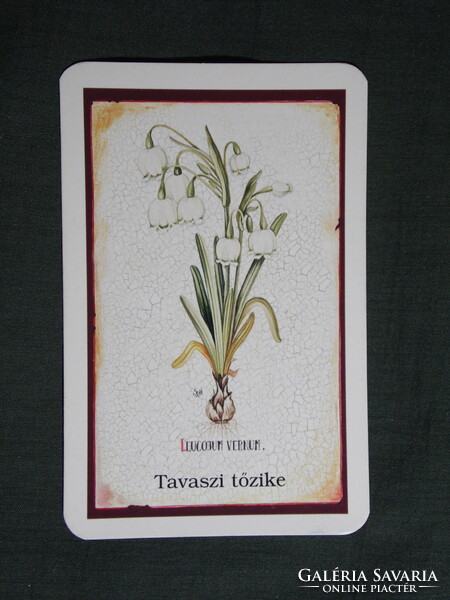 Kártyanaptár,Mozsonyi gyógyszertár,patika,Pécs,tavaszi tőzike virág, 2007   (8)