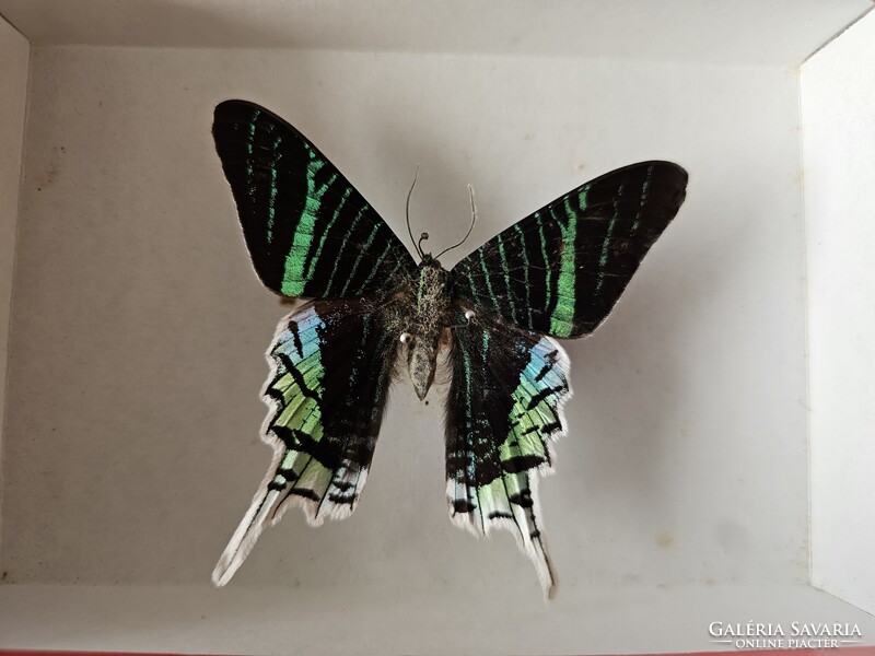Valódi preparált dél-amerikai trópusi lepke fedeles dobozban (Urania leilus) - 8,2 cm