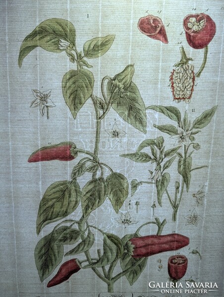 1754-es kézzel színezett rézmetszet (Spanyol Paprika) + Eredeti kódexlapok és Eredetiségigazolás