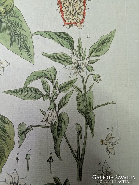 1754-es kézzel színezett rézmetszet (Spanyol Paprika) + Eredeti kódexlapok és Eredetiségigazolás
