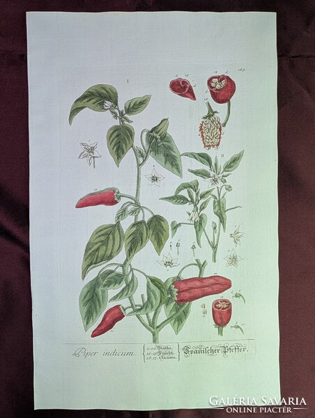 1754-es kézzel színezett rézmetszet (Spanyol Paprika) + Eredeti kódexlapok és Eredetiségigazolás