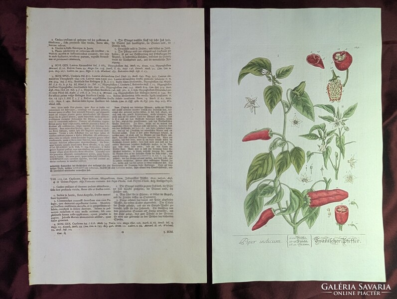 1754-es kézzel színezett rézmetszet (Spanyol Paprika) + Eredeti kódexlapok és Eredetiségigazolás