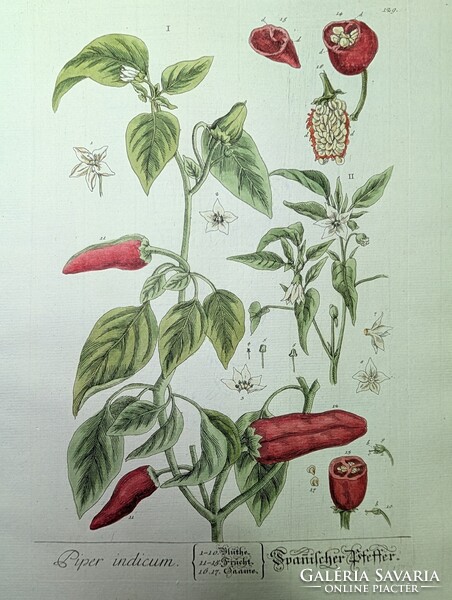 1754-es kézzel színezett rézmetszet (Spanyol Paprika) + Eredeti kódexlapok és Eredetiségigazolás