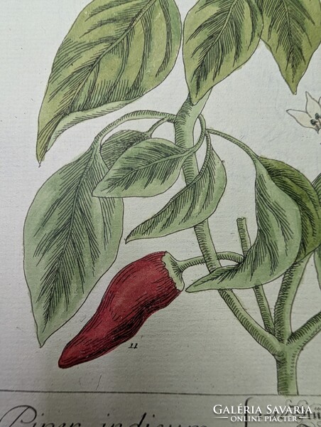 1754-es kézzel színezett rézmetszet (Spanyol Paprika) + Eredeti kódexlapok és Eredetiségigazolás
