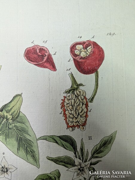 1754-es kézzel színezett rézmetszet (Spanyol Paprika) + Eredeti kódexlapok és Eredetiségigazolás