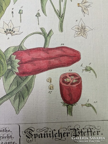 1754-es kézzel színezett rézmetszet (Spanyol Paprika) + Eredeti kódexlapok és Eredetiségigazolás