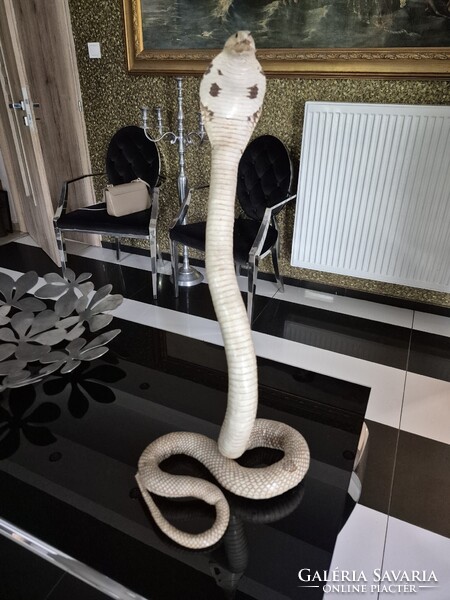 Preparált kitömöt exotikus kígyó. 57cm !