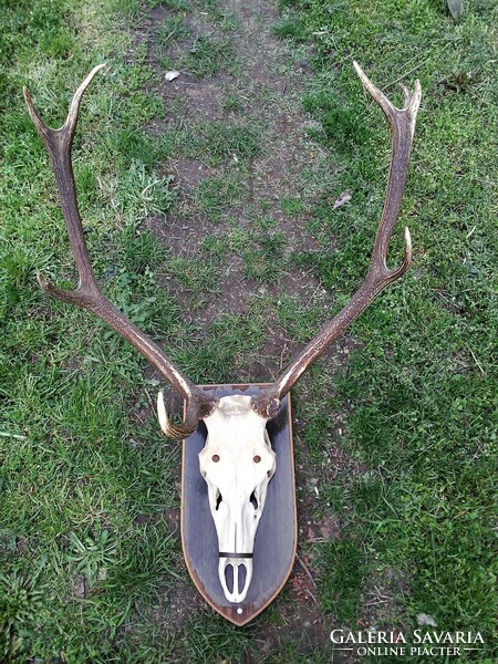 Large deer antler trophy with base.